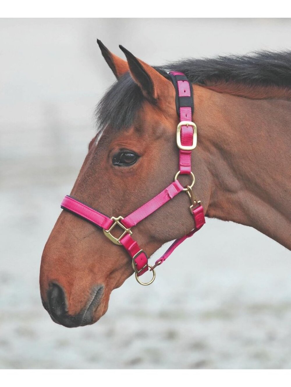 Topaz Leather Breakaway Nylon Horse Headcollar - Durable, Adjustable, Stylish
